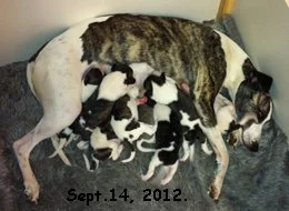 IMG_5325_Nicole_Puppies_Sept.14.2012.jpg