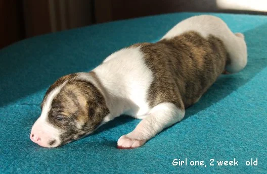 DSC_0373_Girl_one_2_weeks_old.jpg