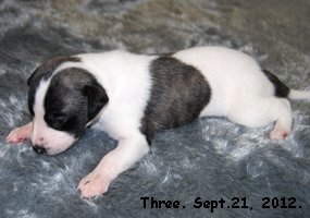 DSC_0120_Three.jpg