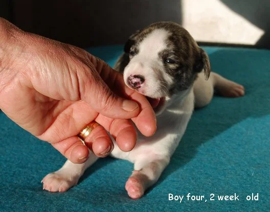 DSC_0369_Boy_four_2_weeks_old.jpg