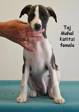 DSC_0119_female1_left_8weeks_Katitzi-1.jpg