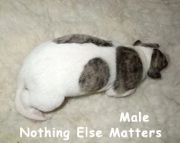 nothing_else_matters_male_2018_DSCN0389.jpg