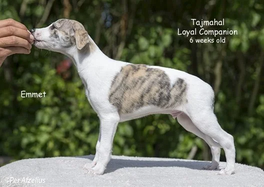 Loyal_Companion_Emmet_6_weeks_old.jpg
