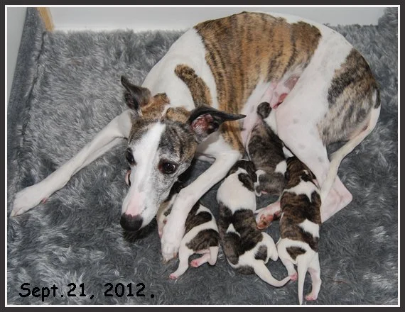 DSC_0173_Nicole_Puppies_2012.jpg