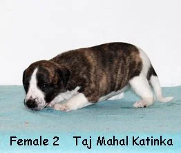 DSC_0218_female2_right_3weeks.jpg