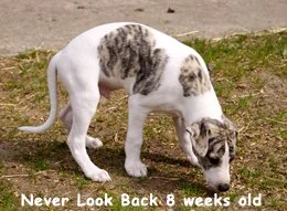 05_neverlookback_xxx.jpg
