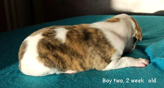 DSC_0382_Boy_2_2_weeks_old.jpg