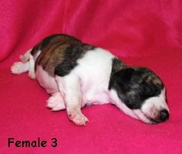 DSC_0169_female3_left_2weeks.jpg