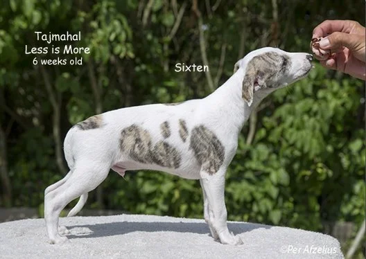 Less_is_More_Sixten_6_weeks_old-1.jpg