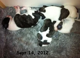 IMG_5329_Puppies_Sept.14.2012.jpg