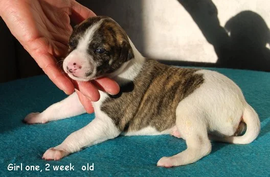 DSC_0375_Girl_one_2_weeks_old.jpg