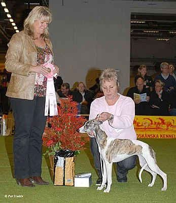 whippet_malmo_07-copy.jpg