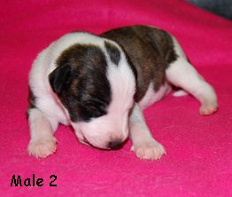 hane2_0139_male2_right_2weeks.jpg