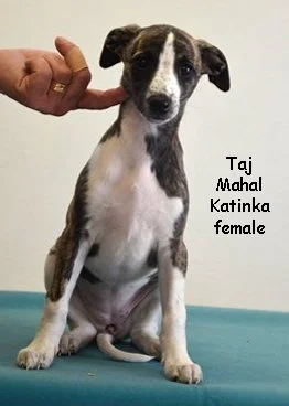 DSC_0090_female2_left_8weeks_Katinka.jpg