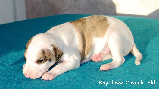 DSC_0386_Boy_3_2_weeks_old.jpg