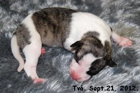 DSC_0160_Valp_tva.jpg
