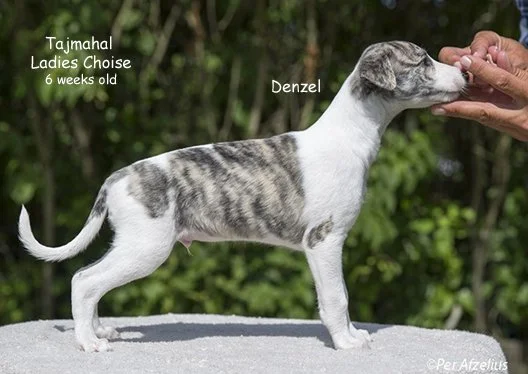 Ladies_Choise_Denzel_6_weeks_old.jpg