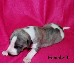 DSC_0176_female4_right_2weeks.jpg