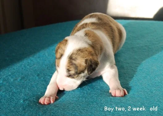 DSC_0377_Boy_2_2_weeks_old.jpg