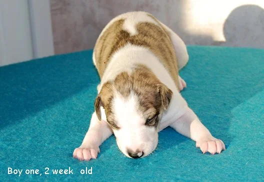 DSC_0390_Boy_1_2_weeks_old.jpg