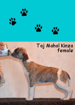 135_female4_right_5weeks_Kinza_X.jpg