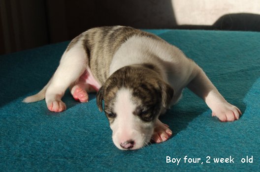 DSC_0371_Boy_four_2_weeks_old.jpg