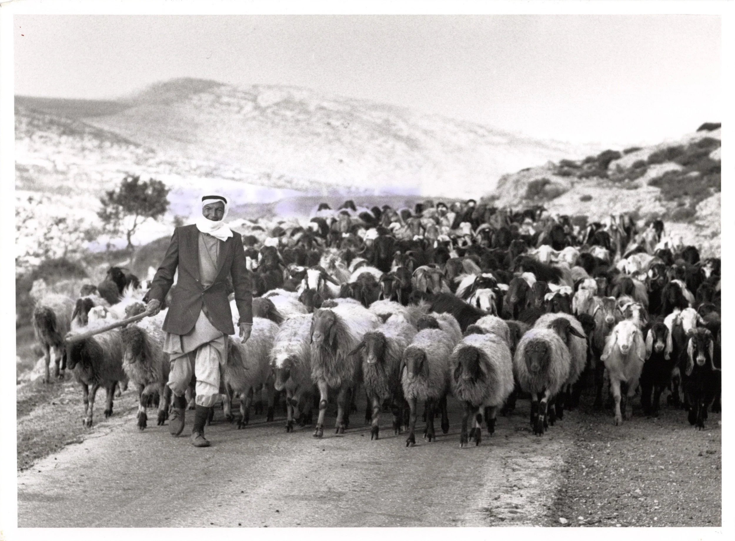 Ramallah_Website#34a_300.jpg