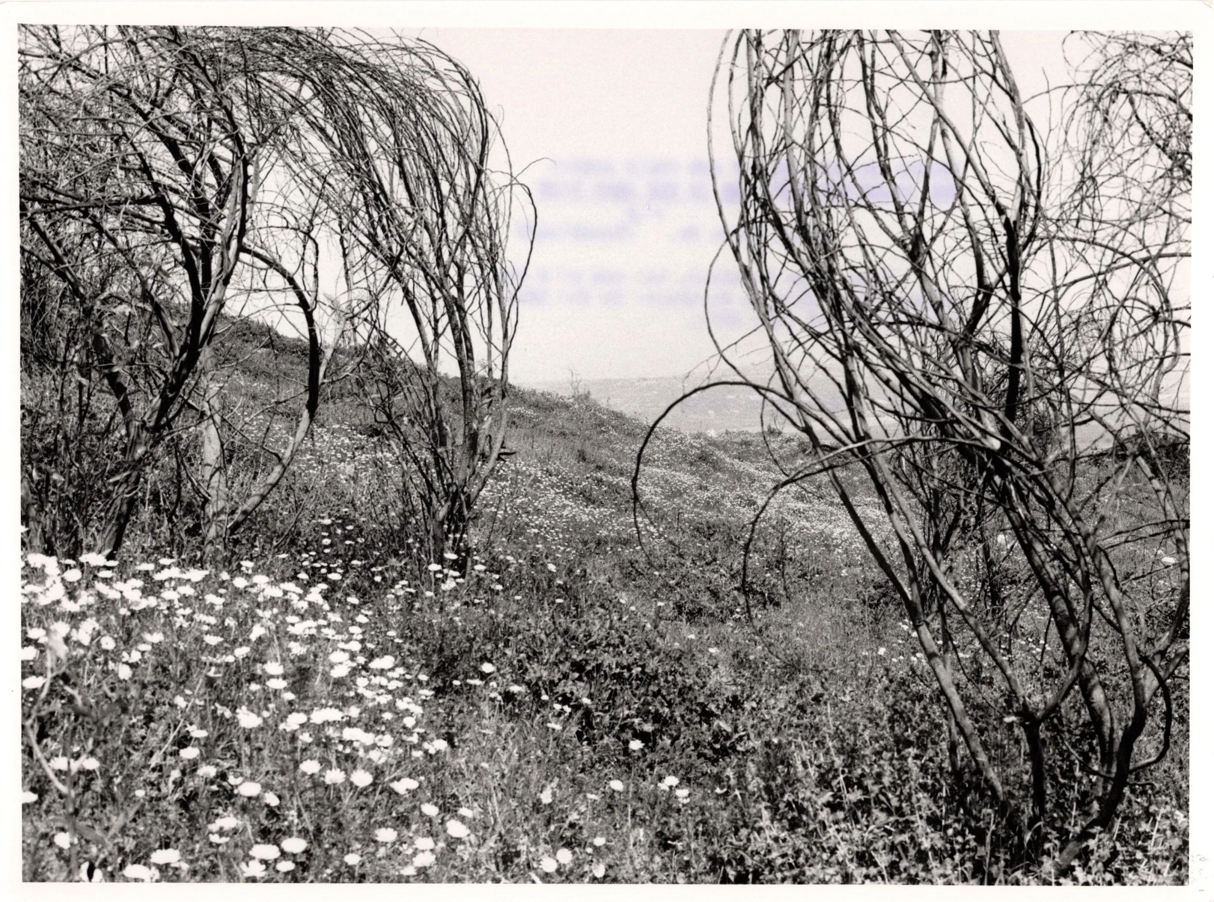 1967 Probably_Website#68a_300.jpg