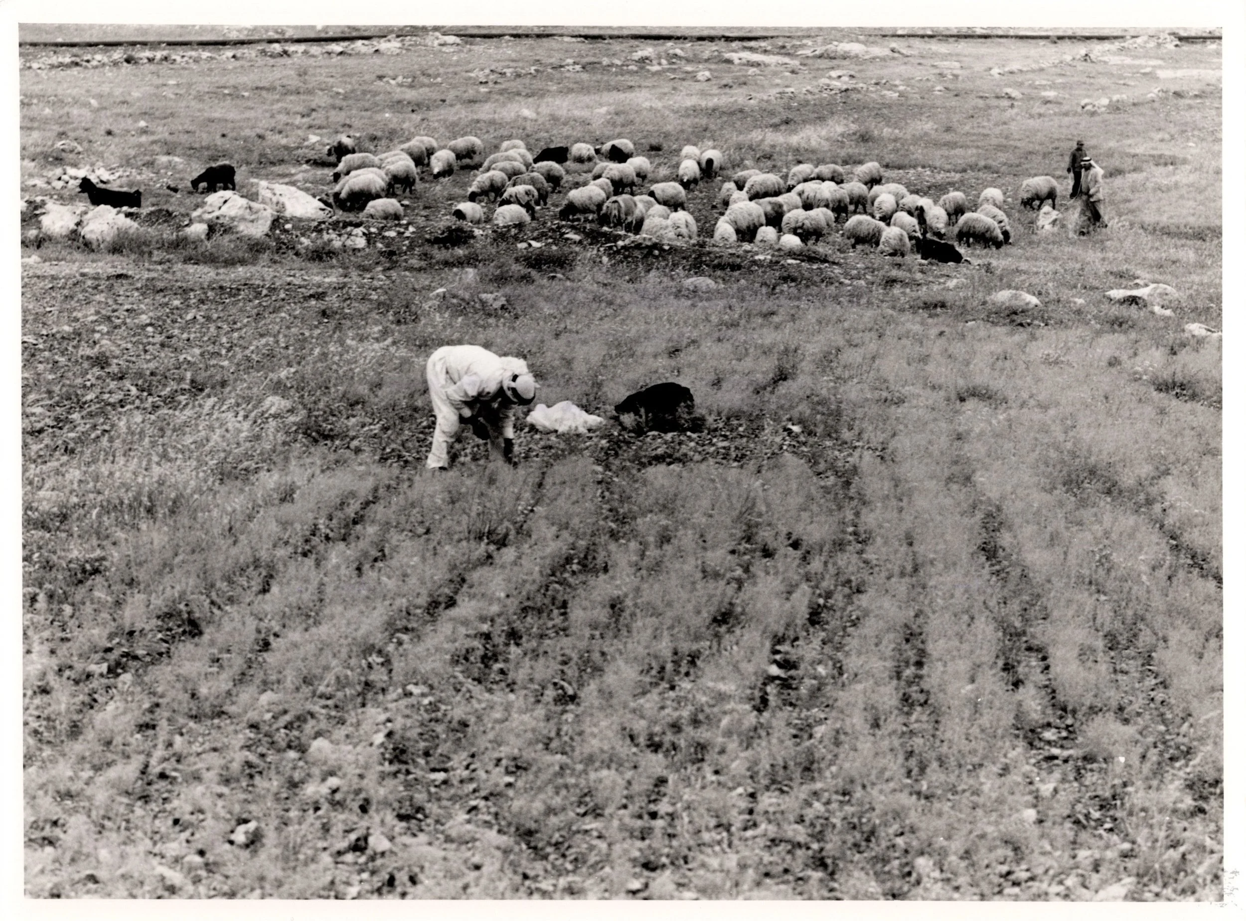 Shu'fat Camp_Website#29a_300.jpg