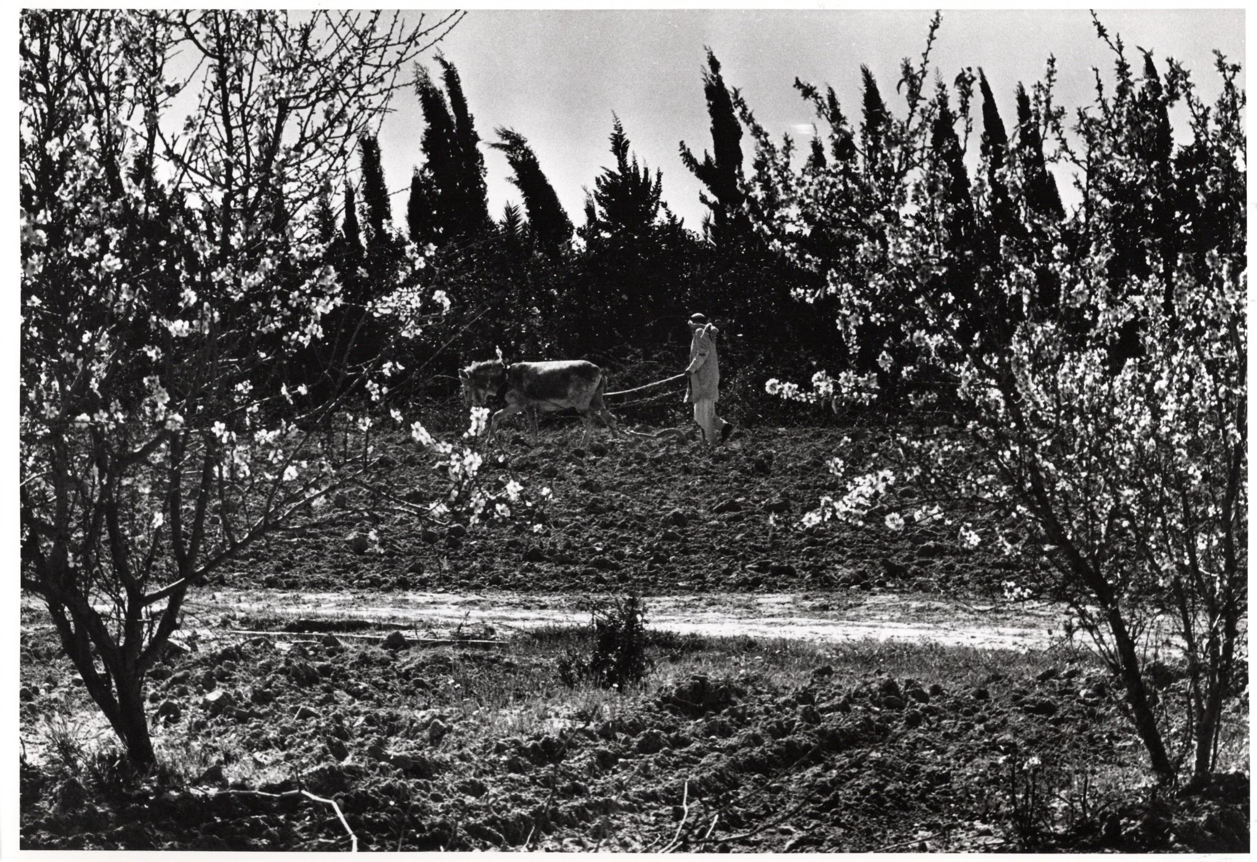 Nuseiret Camp_Website#115a_300.jpg