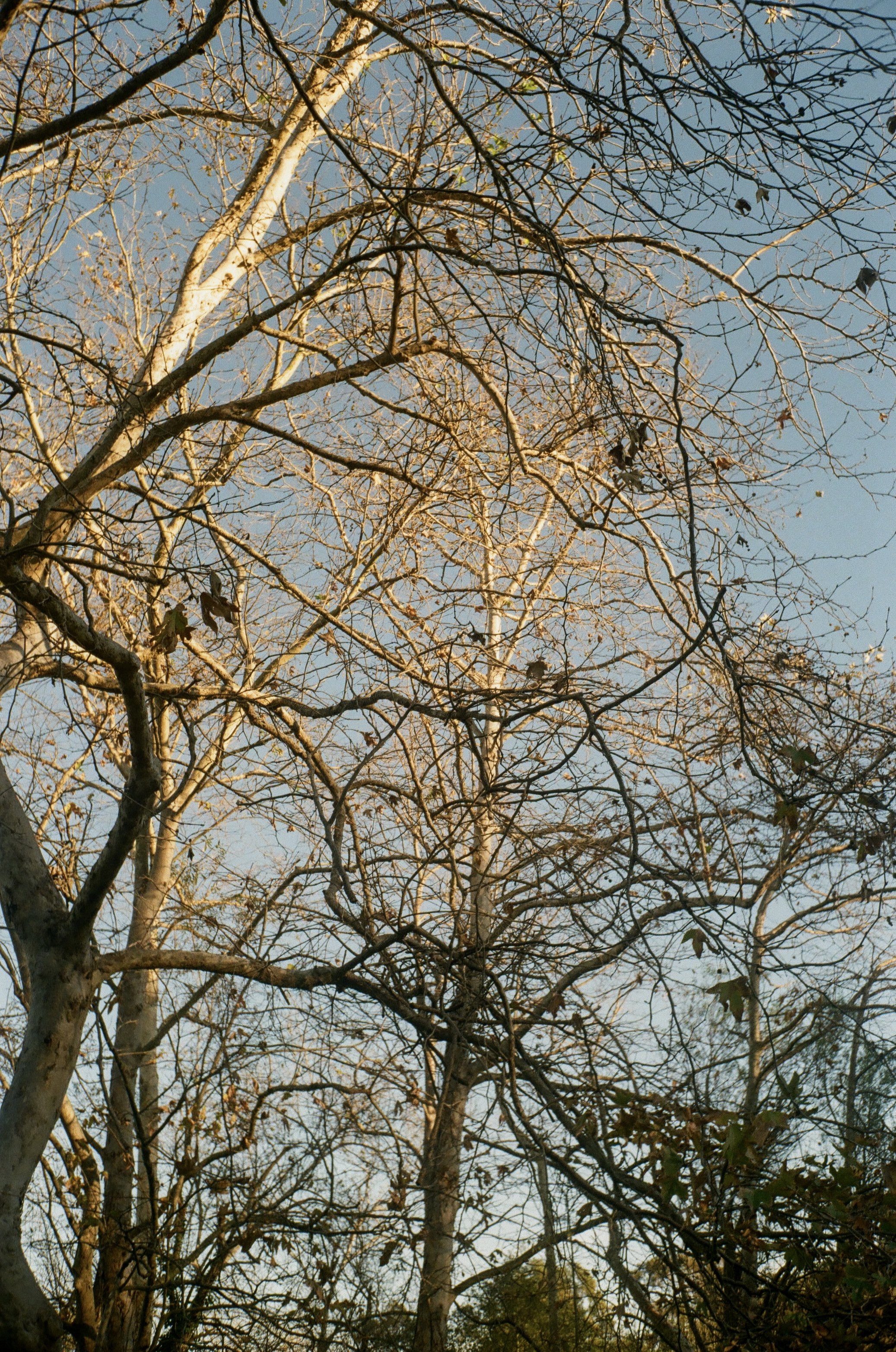 brockketchum_1_26_kodacolor100_canon7s-16.jpg