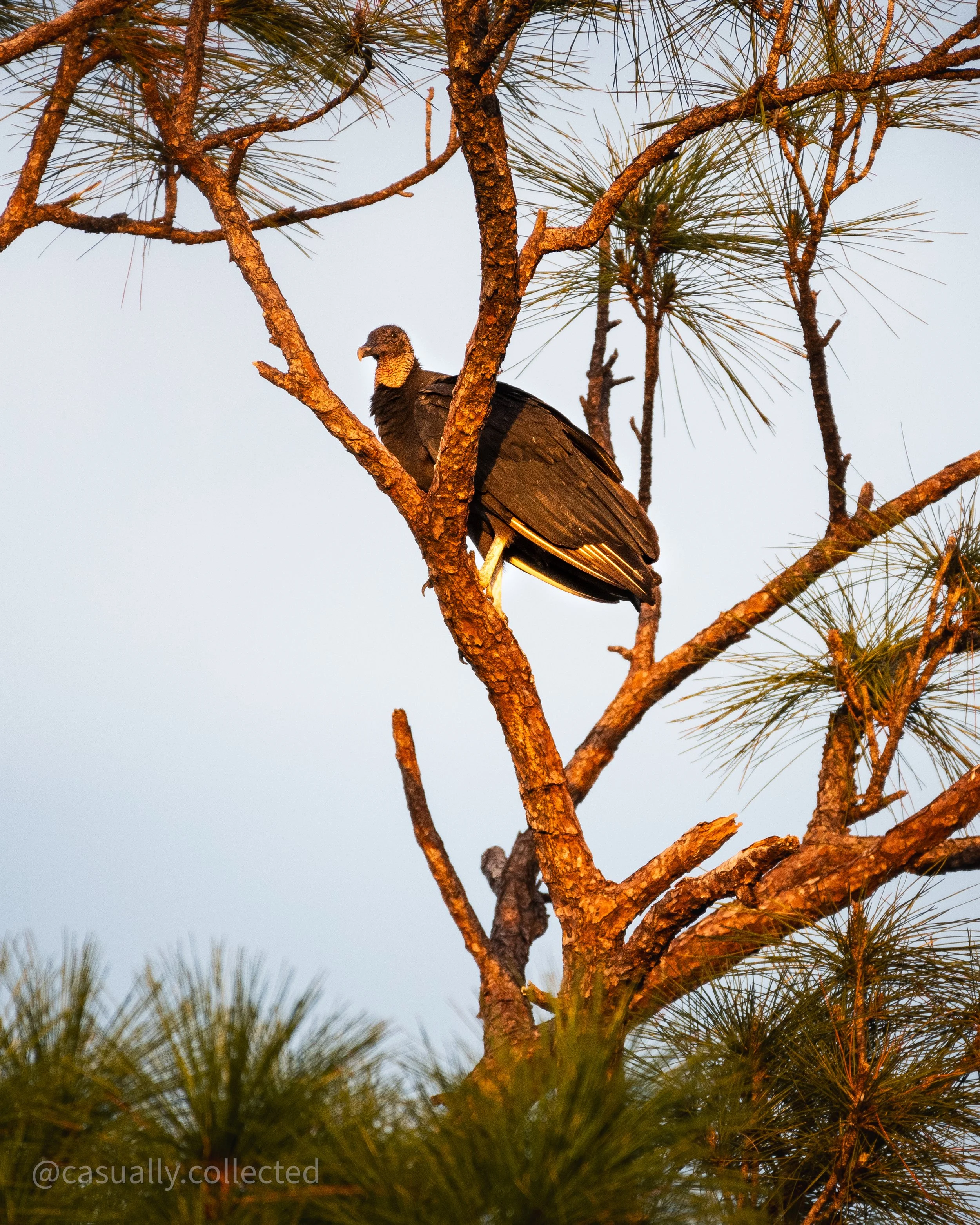 vulture.jpg