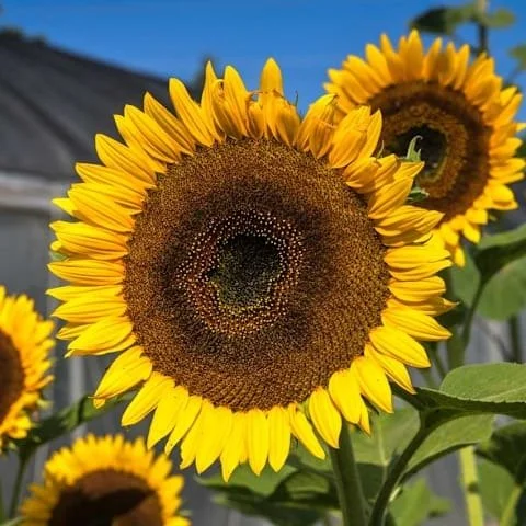 Photo of Taiyo Sunflower