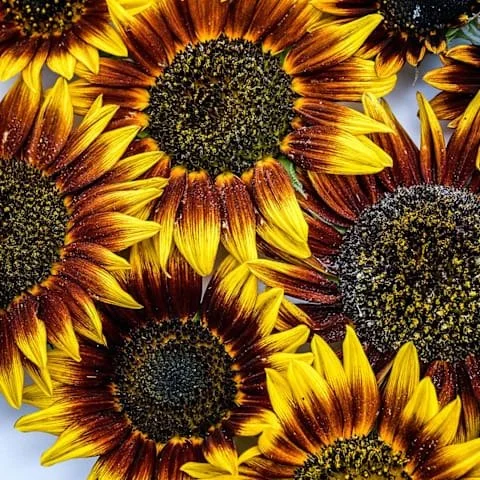 Photo of Ring of Fire Sunflowers