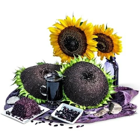 Photo of Hopi Black Dye Sunflower