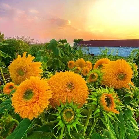 Photo of Double Sucking Sunflowers