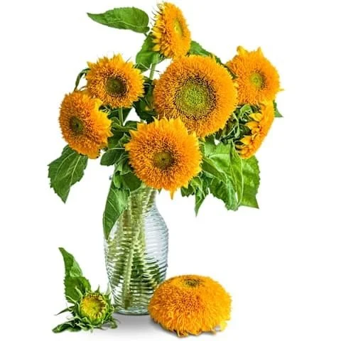 Photo of Teddy Bear Sunflower