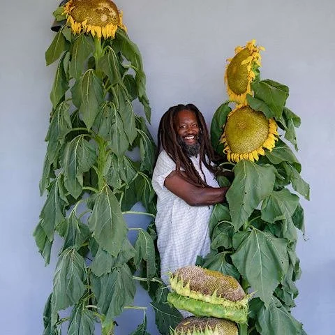 Photo of Mammoth Grey Sunflower