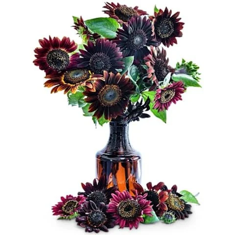 Photo of Chocolate Cherry Sunflower