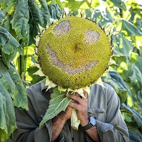 Photo of Titan Sunflower