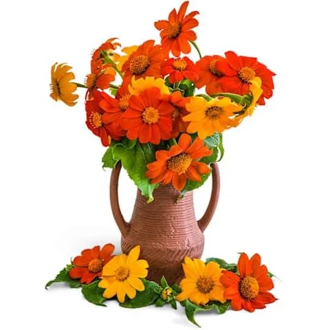 Photo of Mexican Arcadian Blend Sunflower