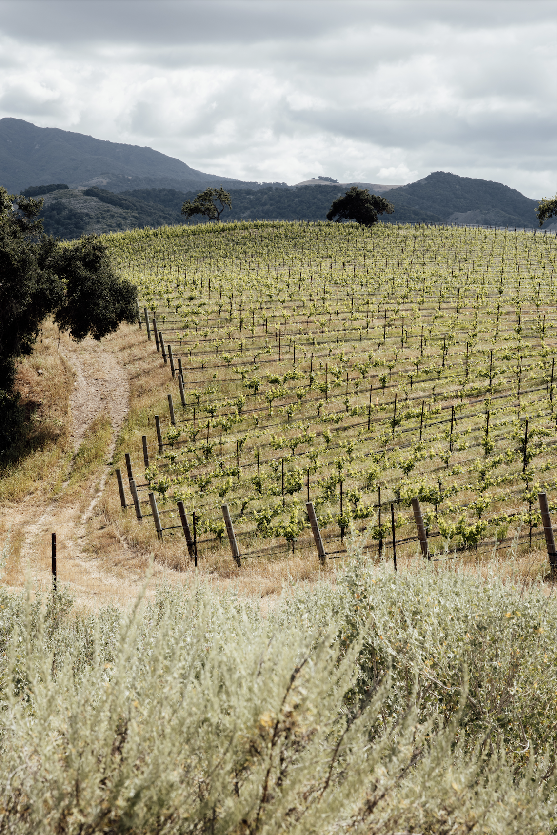 Screen Shot 2026-04-28 at 11.21.54 AM.png