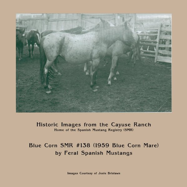 138_bluecorn.jpg