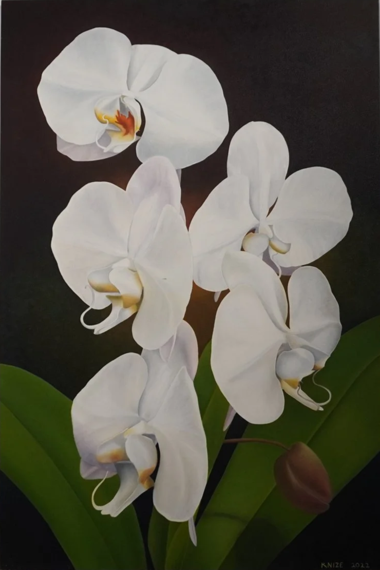 A cluster of white phals, the center of each flower is yellow and orange. The flowers are surrounded by flora, and the background is dark brown. 