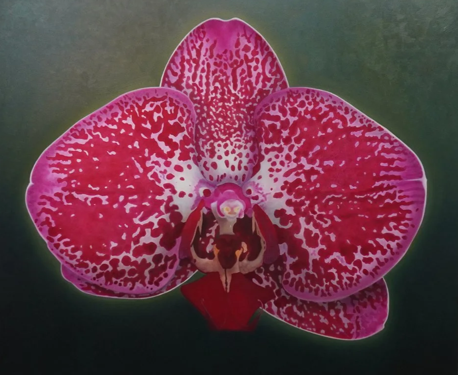 Single phal flower, the colors are fuchsia, white, and pink. The background is a dark green. 