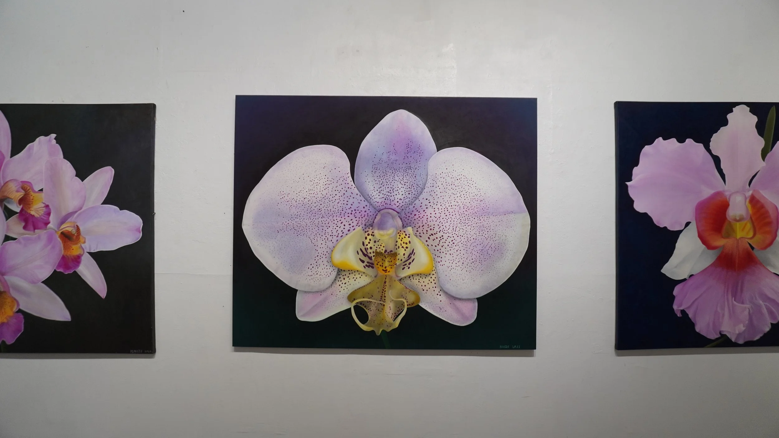 White, purple, and yellow orchid flower with dark background.