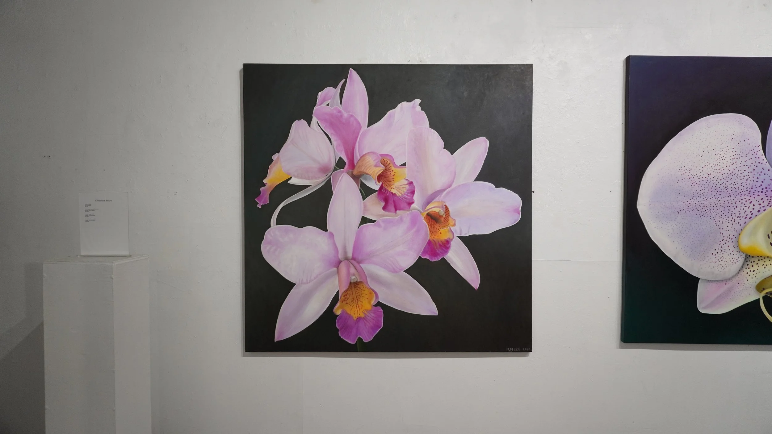 Three cattleya, they are colored light pink, purple, and orange. The center of each flower is dark purple, with orange sections. The background is dark greenish brown. 