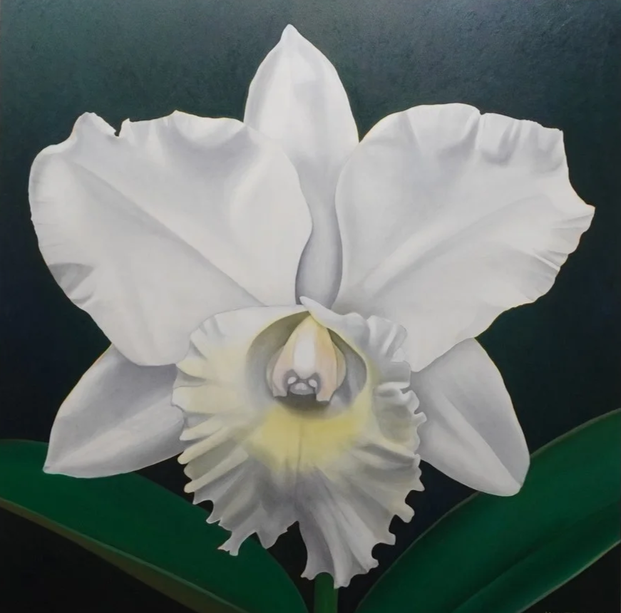 Single white flower, the center is cream and yellow. The flower is surrounded by flora, and the background is dark green. 