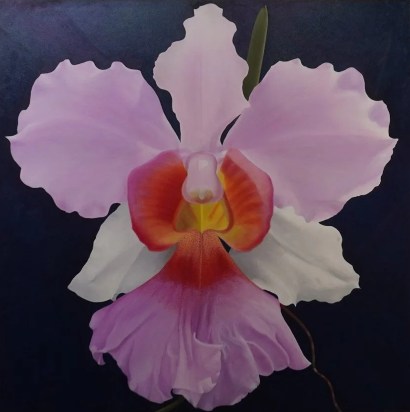 Single orchid flower, the colors are: red, orange, yellow, white, purple, and pink. The flower features leafs, and the background is a dark brown. 