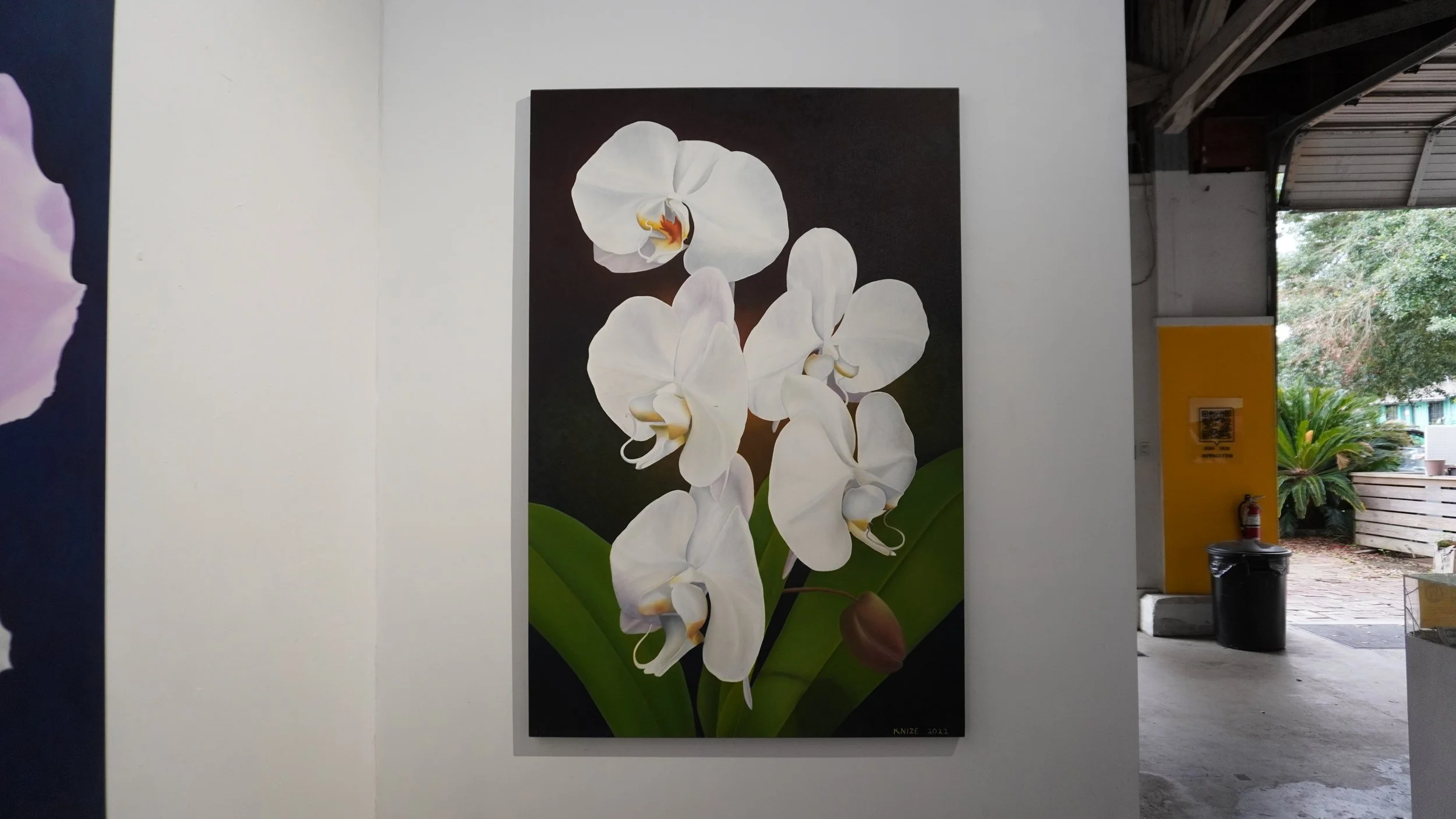 A cluster of white phals, the center of each flower is yellow and orange. The flowers are surrounded by flora, and the background is dark brown. 